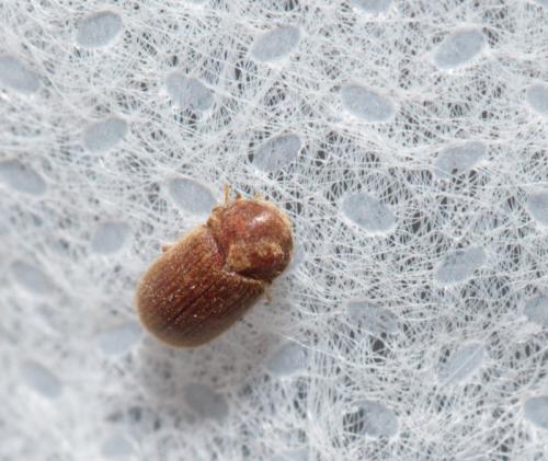 Réf. 261 467 : Anobiinae inconnu